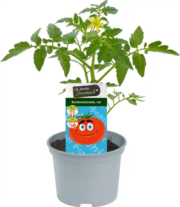 Bild 1 von Rote Bonbontomate 12 cm Topf