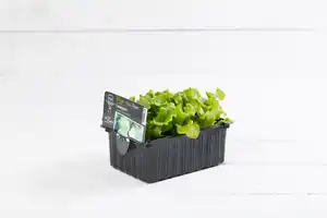 Eissalat grün 6er Schale