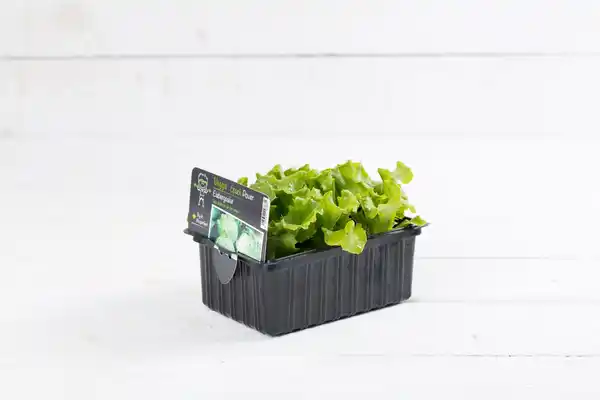 Bild 1 von Eissalat grün 6er Schale
