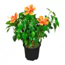 Bild 3 von GARDENLINE Hibiskus / Dipladenia