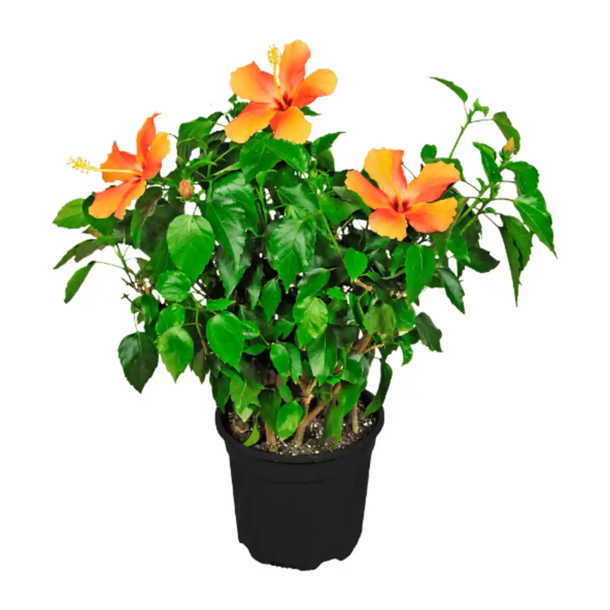 Bild 3 von GARDENLINE Hibiskus / Dipladenia