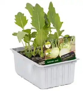 Kohlrabi weiss 6er Schale