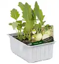 Bild 1 von Kohlrabi weiss 6er Schale