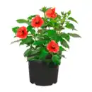 Bild 2 von GARDENLINE Hibiskus / Dipladenia