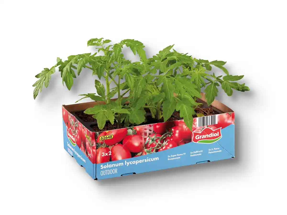 Bild 1 von Tomatenpflanzen