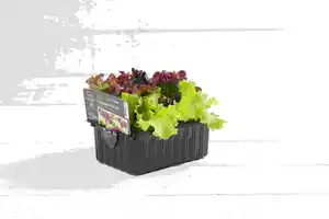 Eichblattsalat rot 6er Schale