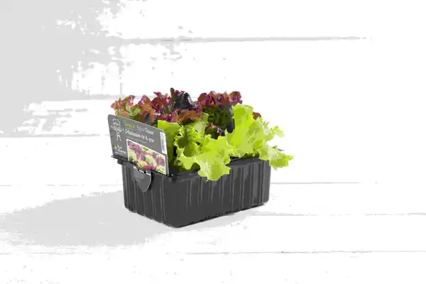 Bild 1 von Eichblattsalat rot 6er Schale
