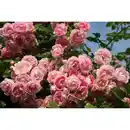 Bild 1 von toom Kletterrosen-Mix, 21 cm Topf