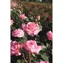 Bild 1 von toom Edelrose Mix 21 cm Topf