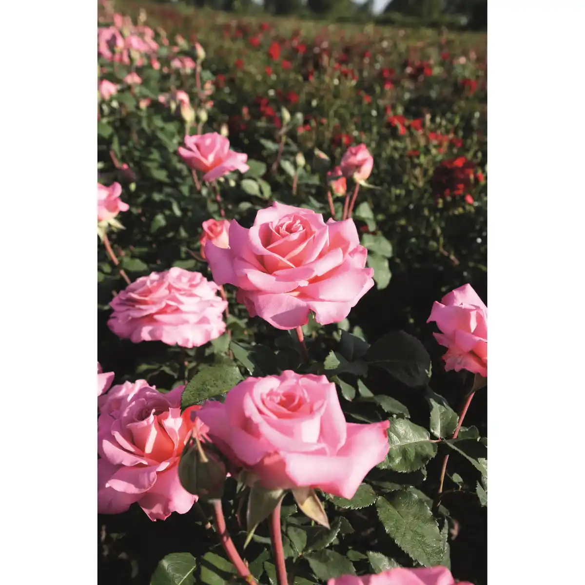 Bild 1 von toom Edelrose Mix 21 cm Topf