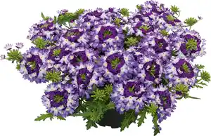 Eisenkraut Verbena 13 cm Topf