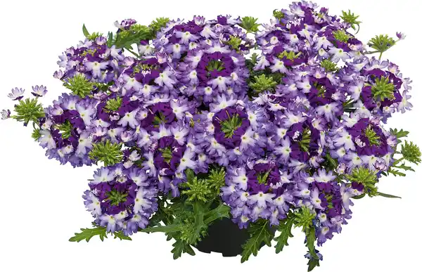 Bild 1 von Eisenkraut Verbena 13 cm Topf