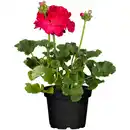 Bild 1 von toom Stehende Geranie verschiedene Farben 12 cm Topf