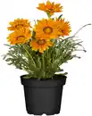 Bild 1 von Mittagsgold Gazania 13 cm Topf