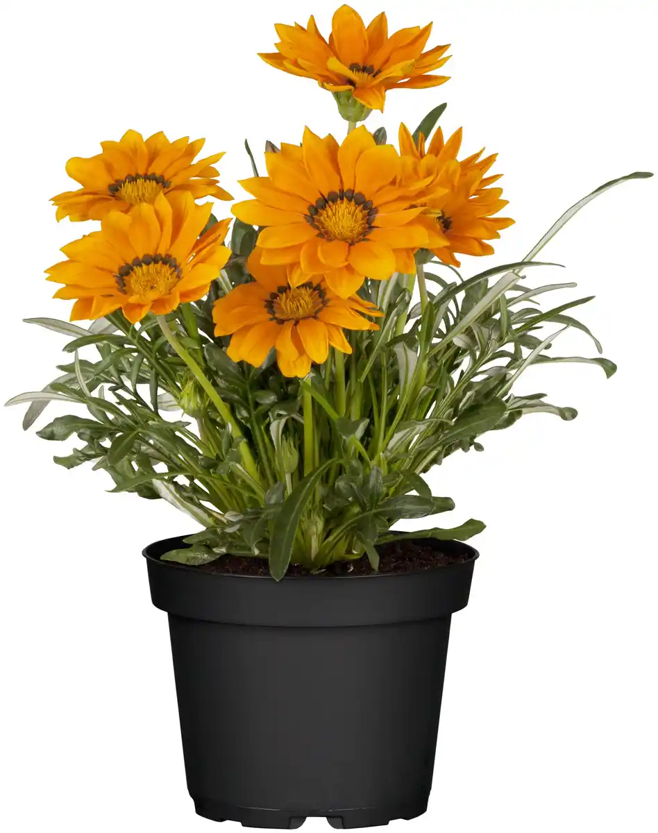Bild 1 von Mittagsgold Gazania 13 cm Topf
