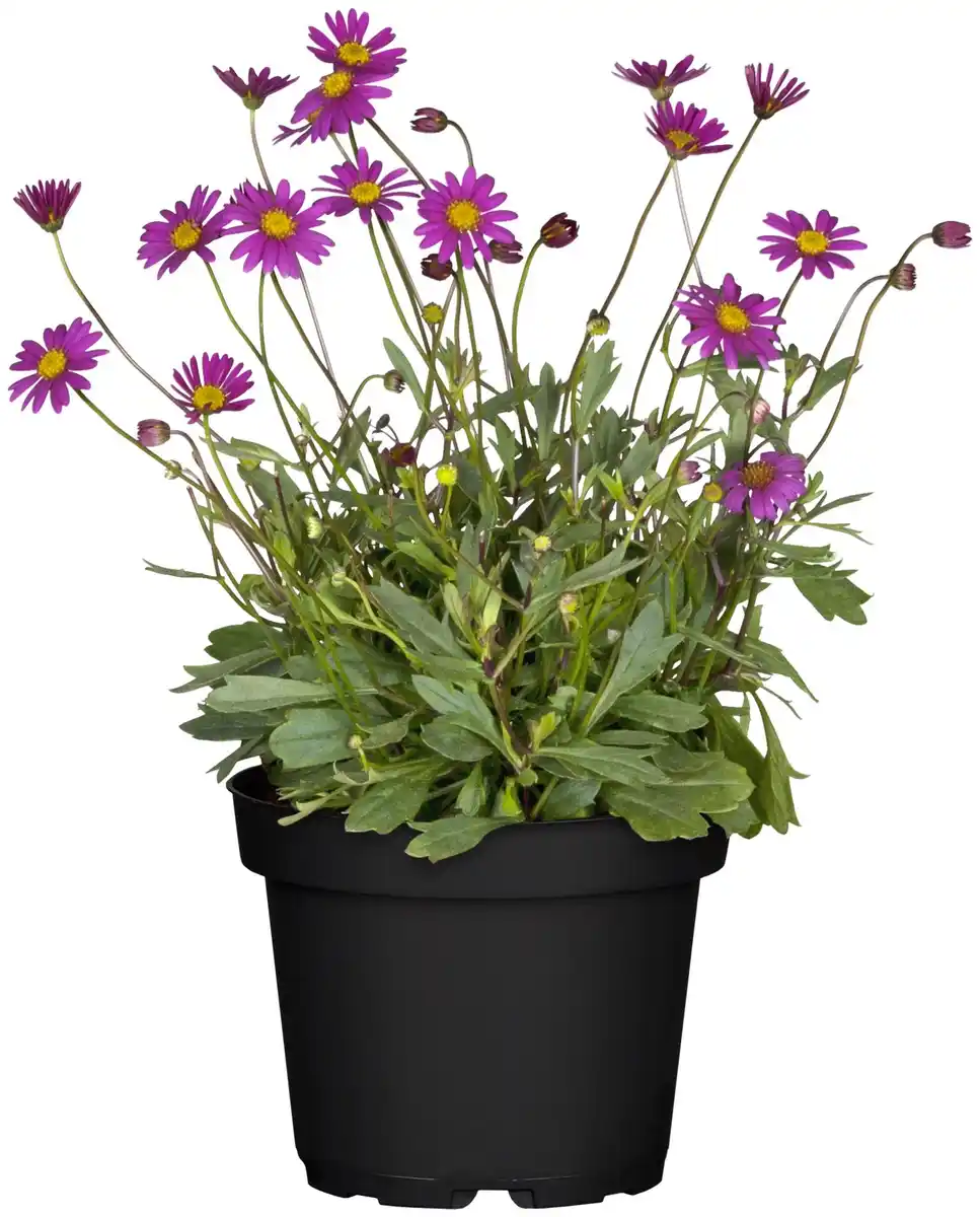 Bild 1 von Blaues Gänseblümchen Brachyscome 13 cm Topf