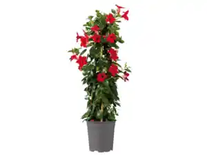 Dipladenia Pyramide