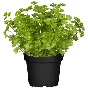 toom Petersilie kraus 12 cm Topf