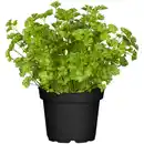 Bild 1 von toom Petersilie kraus 12 cm Topf