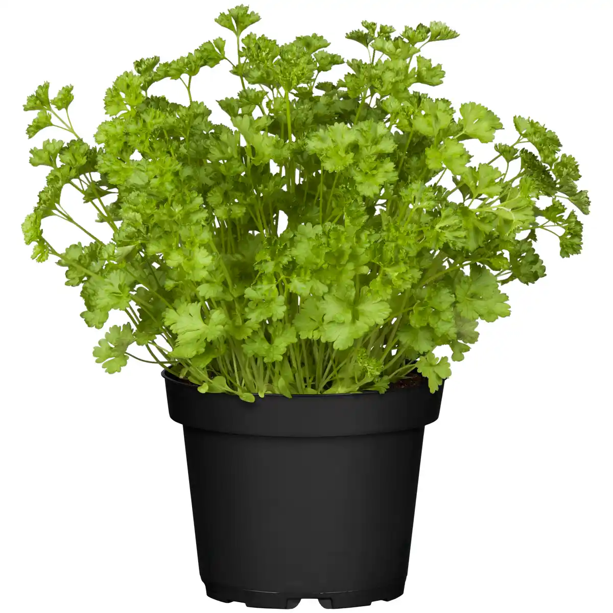 Bild 1 von toom Petersilie kraus 12 cm Topf