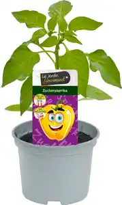 Zuckerpaprika 12 cm Topf