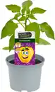 Bild 1 von Zuckerpaprika 12 cm Topf