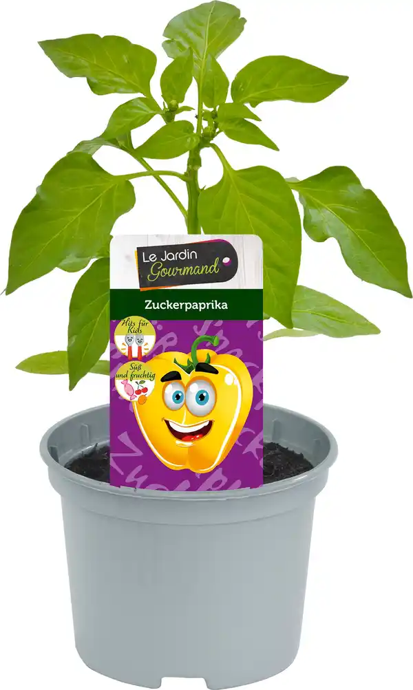 Bild 1 von Zuckerpaprika 12 cm Topf