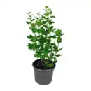 Bild 2 von GARDENLINE Beerenstrauch