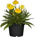 Bild 1 von Strohblume Bracteantha 13 cm Topf