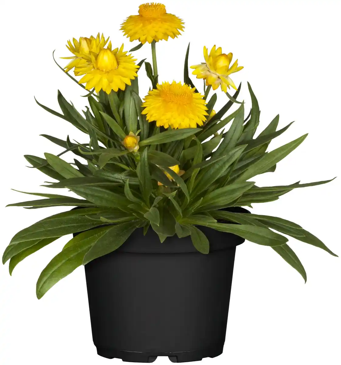 Bild 1 von Strohblume Bracteantha 13 cm Topf