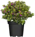 Bild 1 von Scheinmyrte Cuphea hyssopifolia H 15 cm 10,5 cm Topf