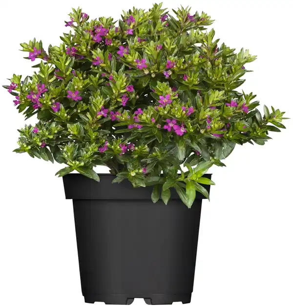 Bild 1 von Scheinmyrte Cuphea hyssopifolia H 15 cm 10,5 cm Topf
