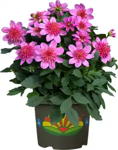 Dahlie Pink Starburst 5 Liter Container
