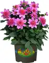 Bild 1 von Dahlie Pink Starburst 5 Liter Container