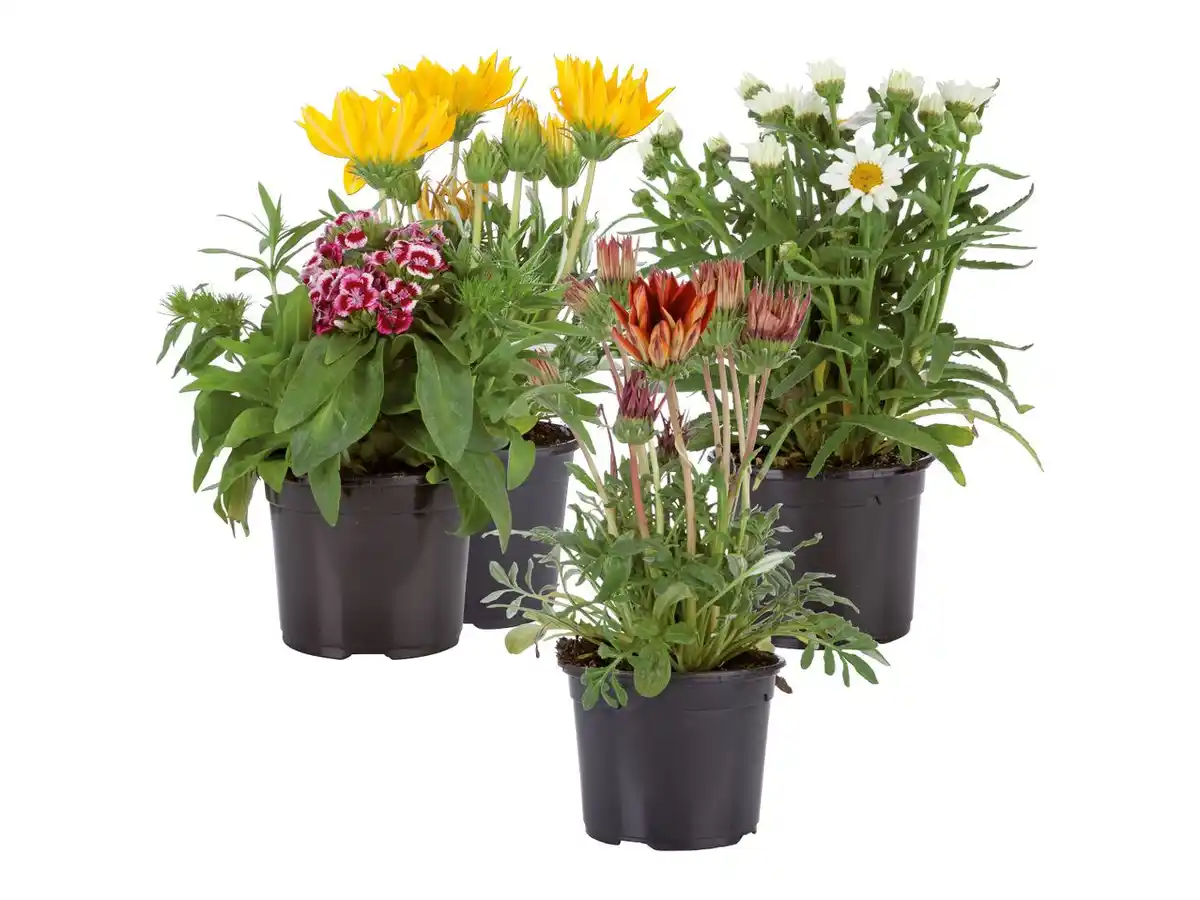 Bild 1 von Sommerblüher & Stauden