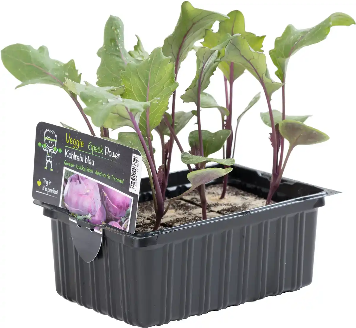 Bild 1 von Kohlrabi blau 6er Schale
