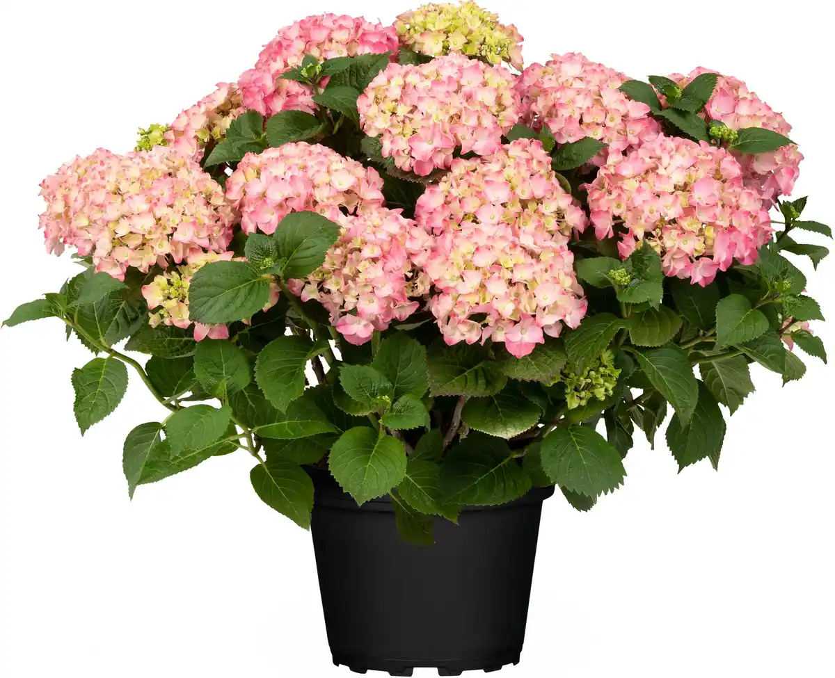 Bild 1 von Freiland-Hortensie Hydrangea macrophylla 23 cm Topf