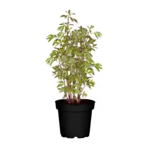 GARDENLINE Pfingstrose