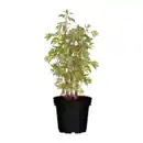 Bild 1 von GARDENLINE Pfingstrose