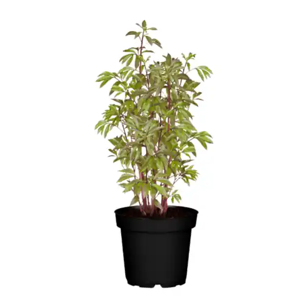 Bild 1 von GARDENLINE Pfingstrose