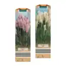 Bild 1 von GARDENLINE Pampasgras
