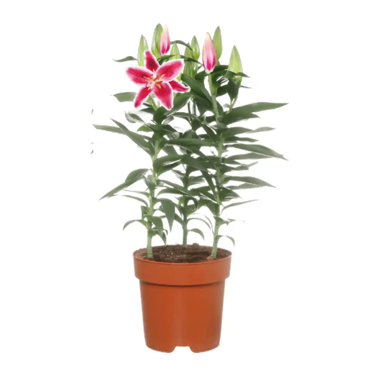 Bild 2 von GARDENLINE Orientalische Lilien