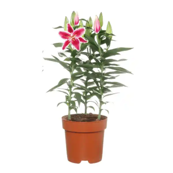 Bild 2 von GARDENLINE Orientalische Lilien