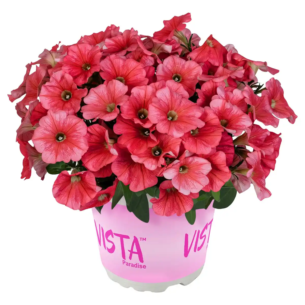 Bild 1 von GARDENLINE Petunie Vista