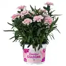 Bild 1 von GARDENLINE Nelken