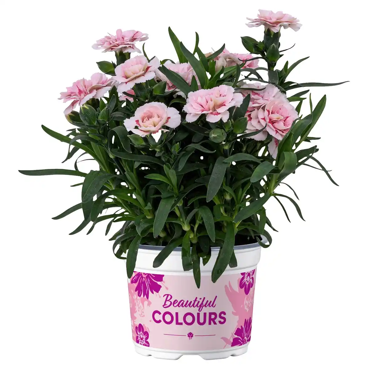 Bild 1 von GARDENLINE Nelken