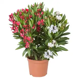 GARDENLINE Dipladenie Duo rosa-weiß