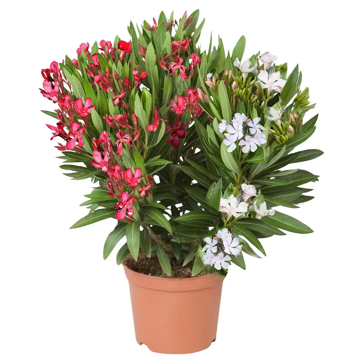 Bild 1 von GARDENLINE Dipladenie Duo rosa-weiß