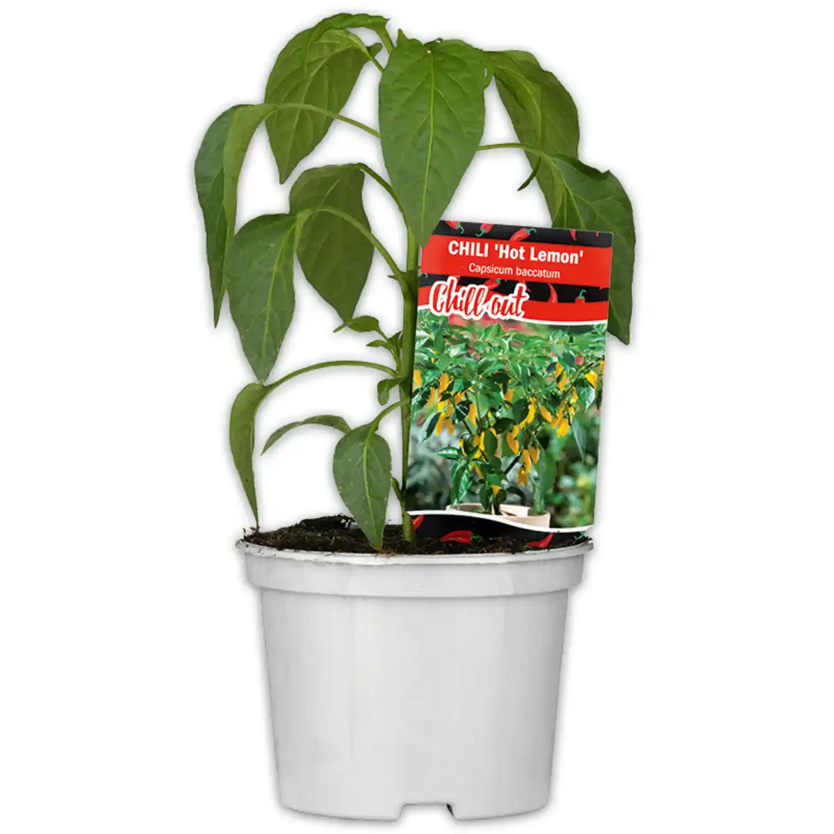 Bild 2 von Gurkenpflanze Vielfalt Mix / Hot Peppers "Chill out"