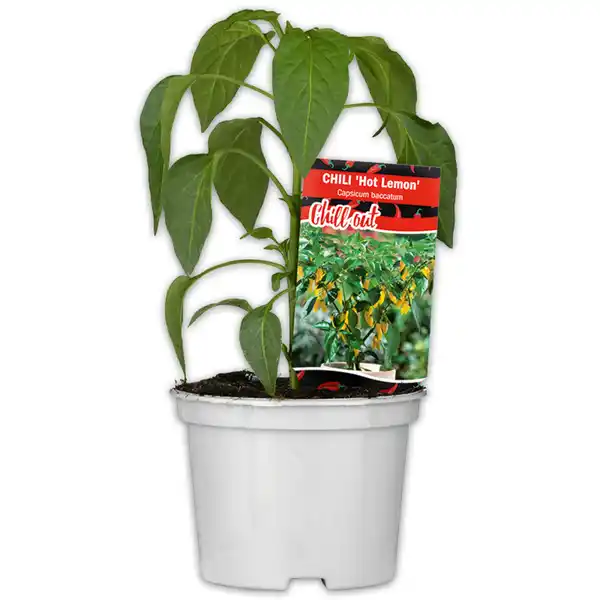 Bild 2 von Gurkenpflanze Vielfalt Mix / Hot Peppers "Chill out"